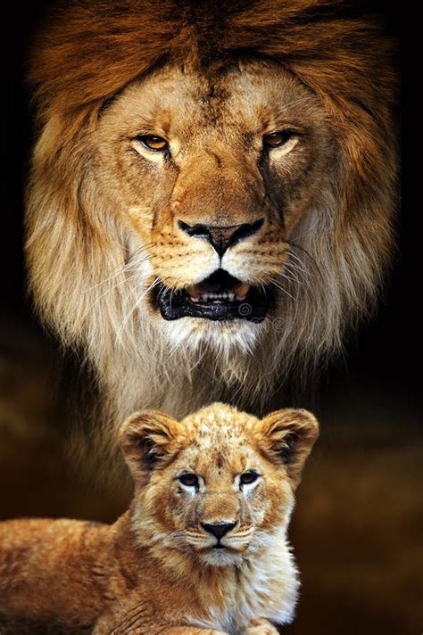 5,385 Male Lion Cub Stock Photos - Free & Royalty-Free Stock Photos ...