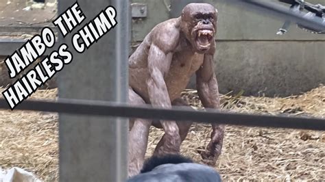 Jambo The Hairless Chimp Gets Into A Big Dispute YouTube