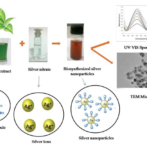 Biomedical Applications Of Silver Nanoparticles Download Scientific