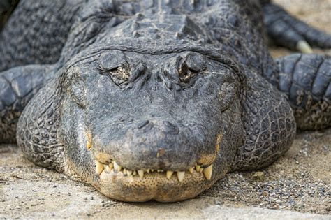 Mississippi Hunters Catch Massive Record Breaking Alligator - Your ...