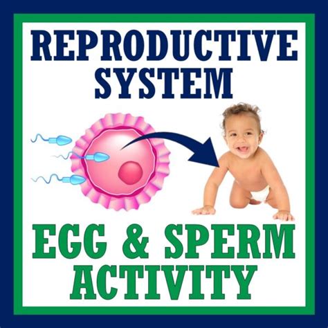 Sexual Reproduction Activity Build A Karyotype With Chromosomes From