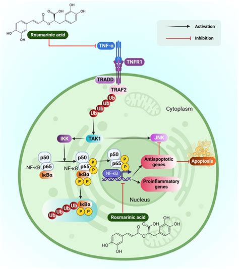 Figure Depicting Molecular Mechanism Of Rosmarinic Acidon A 549 Lung