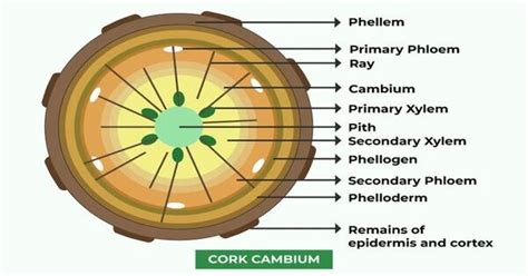 Cork Cambium Assignment Point