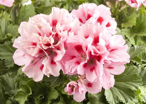 Pelargonium Grandiflorum Edelgeranie G Rtnerei Schliebener