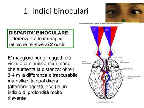 Sensazione E Percezione Ppt Scaricare