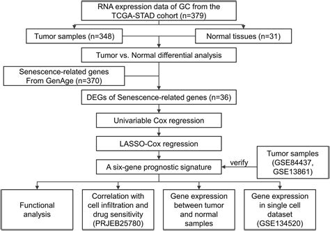 Senescence Related Genes Define Prognosis Immune Contexture And Pharmacological Response In