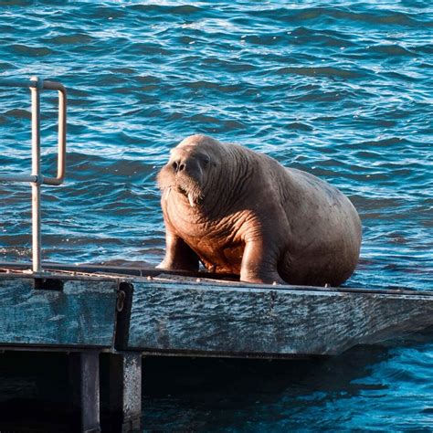 This absolute unit, named Wally the Walrus has been seen around Ireland ...