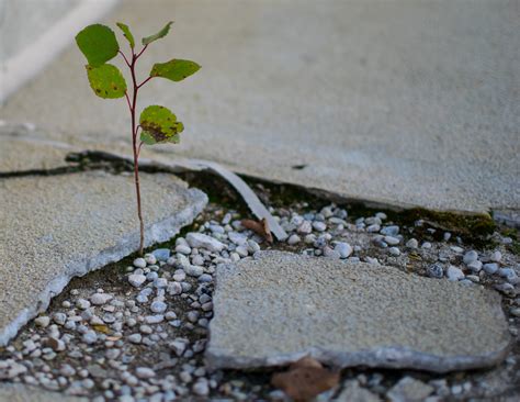 Grit Needs Passion, Not Fear | Christine Carter