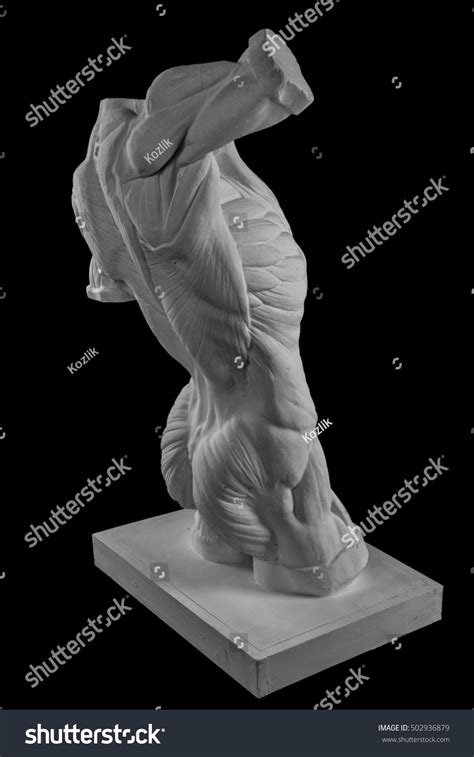 Plaster Statue Naked Man Torso Anatomical Stock Photo Shutterstock