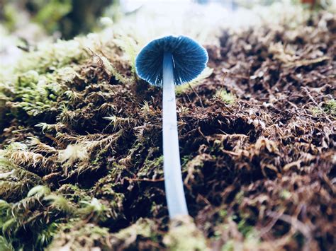 Entoloma hochstetteri (blue pinkgill) - native to New Zealand, located ...