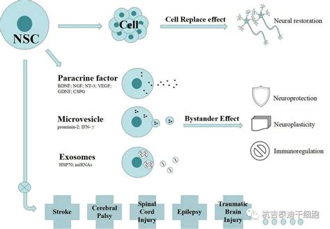 神经干细胞分泌组移植在神经退行性疾病治疗中的作用 杭吉干细胞科技
