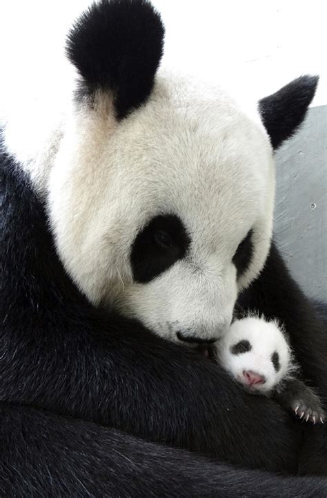 Top 999+ baby panda images – Amazing Collection baby panda images Full 4K