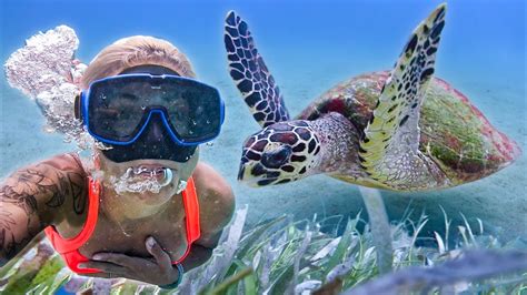 Magical Experience Swimming With Sea Turtles Vlog3 Youtube