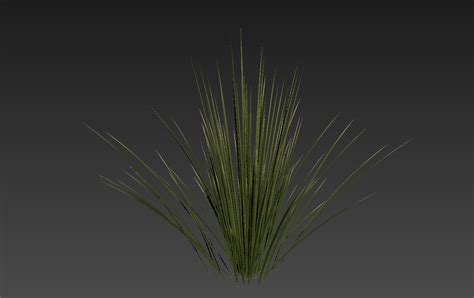 Toothless Desert Spoon Dasylirion Quadrangulatum 3d Model Cgtrader