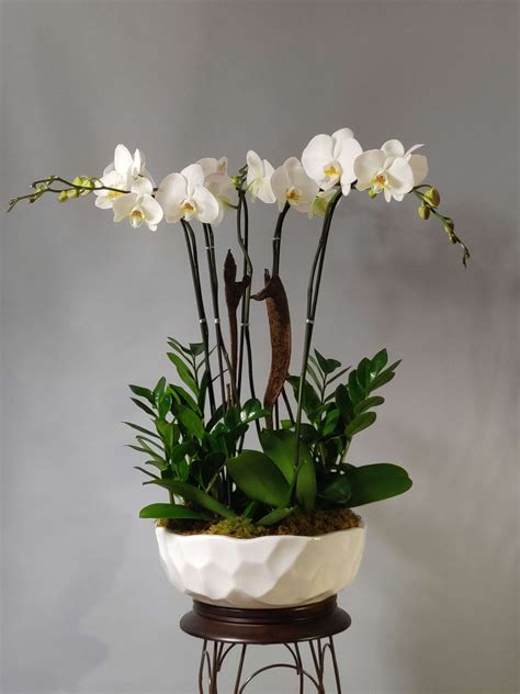 Solange Large Orchid Arrangement (Free Delivery) in MIAMI, FL | Boutique Orchid