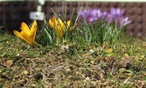 Yellow And Purple Crocus Spring Flowers Free Image Download