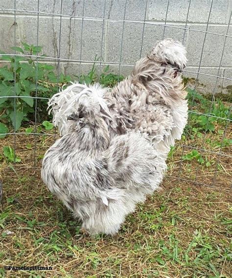 Splash Silkie Rooster hen chicken frizzle Silkies, Buck, Chickens, Farm ...