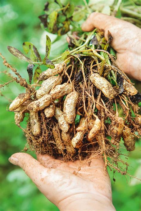 How To Grow And Harvest Peanuts Artofit