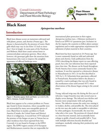 Black Knot Cornell Universitys Plant Disease Diagnostic Clinic