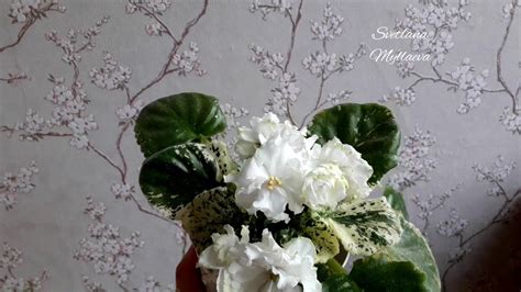 Фиалка "ЛЕ-Белая Камелия" - YouTube