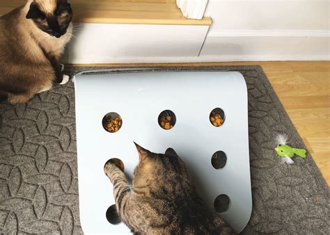 DIY Food Puzzles For Cats! - Modern Cat