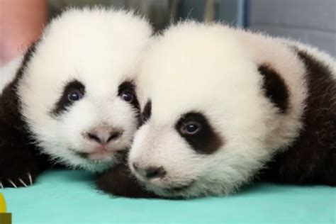 White Wolf : Giant Panda Twins are the first to survive in the U.S (Video)