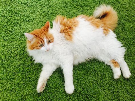 Cat wallpeper stock photo. Image of nwhite, wallpaper - 74842180
