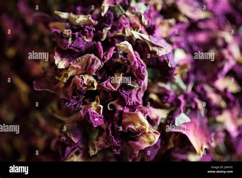 Dried Pink Rose Petals Stock Photo Alamy