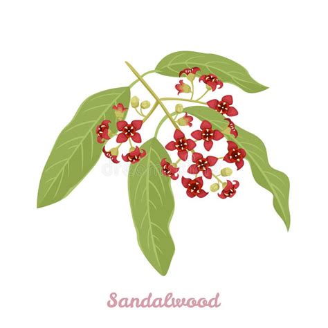 Sandalwood Santalum Album Stock Illustrations 31 Sandalwood Santalum