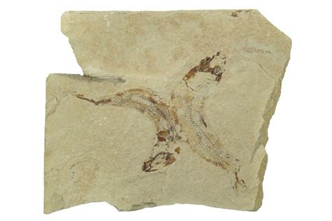 Two Cretaceous Fossil Fish - Lebanon (#238370) For Sale - FossilEra.com