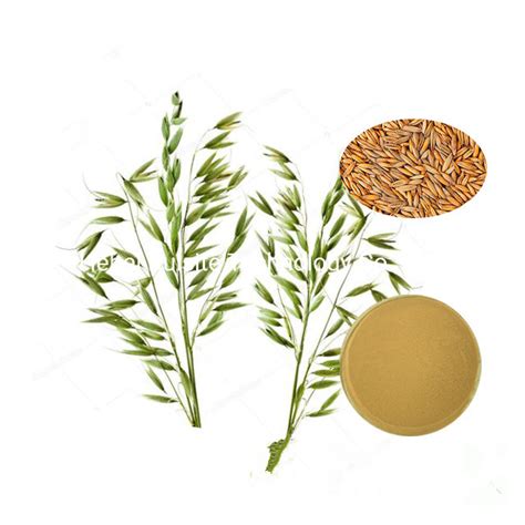 100 Oat Grass Powder Organic Oat Grass Extract Oat Grass Extract And