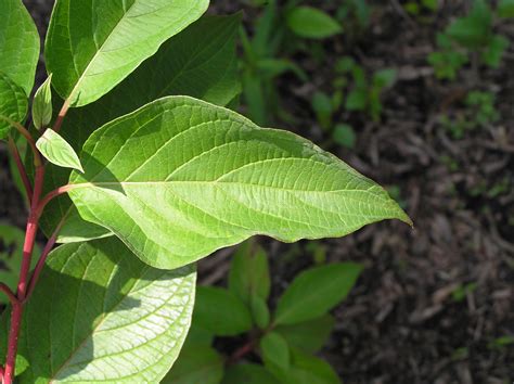 Native Trees of Indiana River Walk