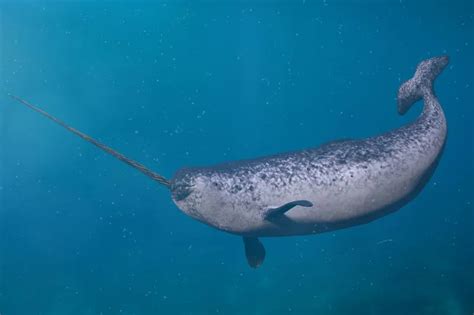 Why Does A Narwhal Have A Horn Unicorns Of The Sea Explained Polar