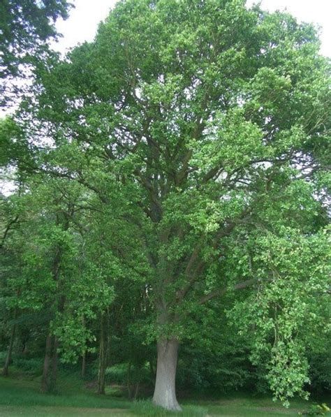 Las Plantas Y Sus Usos Roble