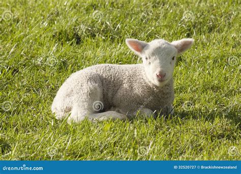 Lamb Royalty Free Stock Photography Image 32520727