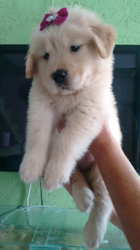 Filhotes Golden Retriever R Em Mercado Livre