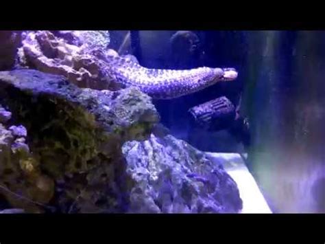 Jeweled Moray Eel Care Guide YouTube