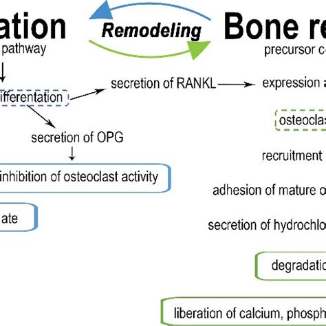 The Schematic Representation Of Bone Formation And Resorption