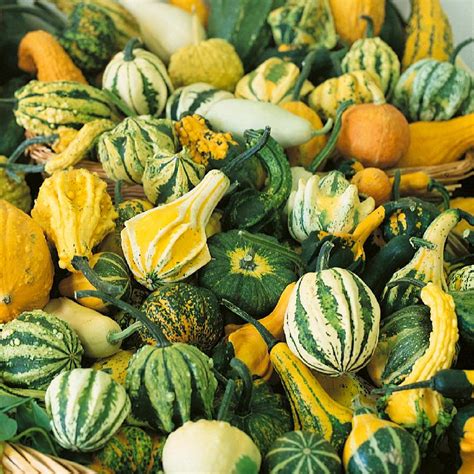 Ornamental Decorative Mini and Small Mixed Gourd Seeds