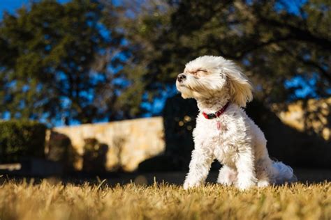 8 Best Maltipoo Breeders In Ontario