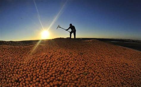 Agronegócio gera 19 milhões de empregos no Brasil Rural Centro