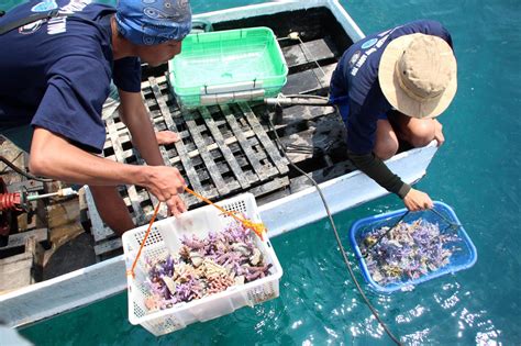 Photo Saving Coral Reefs The Jakarta Post