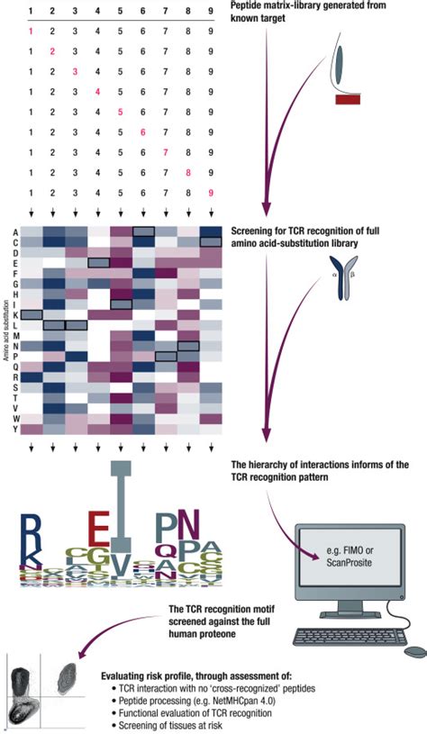 T Cell Receptor Cross Recognition And Strategies To Select Safe T Cell