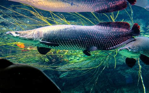 Arapaima Fish Habitat Care Feeding Tank Size Breeding Aquariumnexus