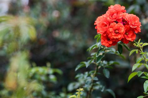 How to Grow Roses - Plant Zone Direct