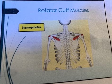 B Muscles Crossing The Shoulder Joint Flashcards Quizlet