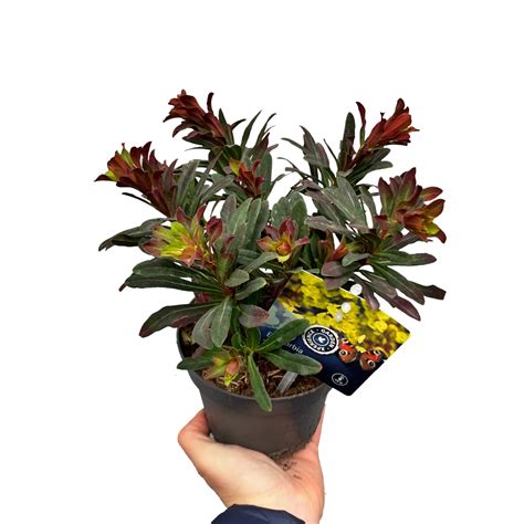 Wilczomlecz Migda Olistny Euphorbia Amygdaloides Purpurea Skimia