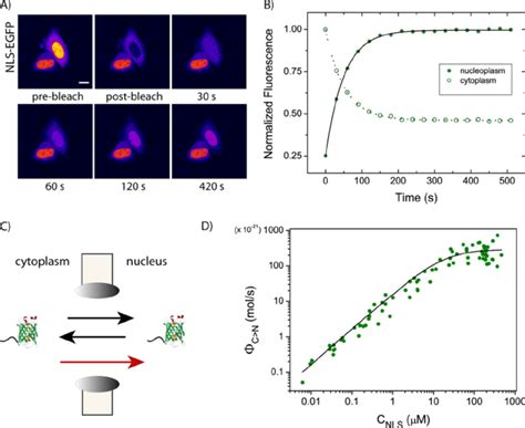 The Frap Assay A Fluorescence Recovery After Nuclear Photobleaching