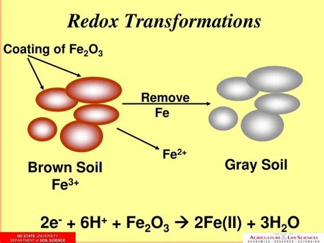 PPT Redoximorphic Features And Hydric Soils PowerPoint Presentation