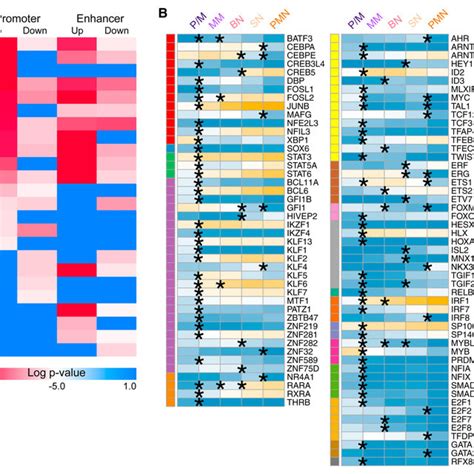 Transcription Factors With Enriched Binding Sites In Dynamic Acetylated